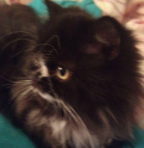 Meet your Posher, Solana